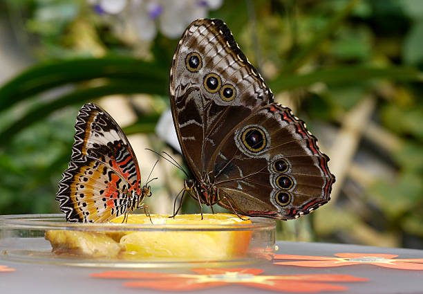 Schmetterlingsbuffet 스톡 사진