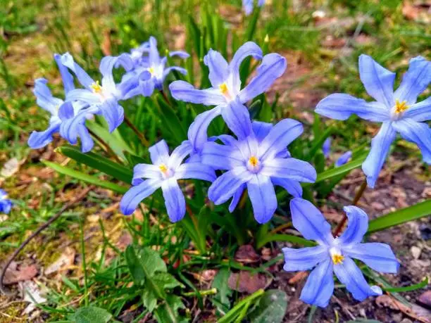 Closeup of purple shining blossoms of the Lucile's glory-of-the-snow (Chionodoxa luciliae) with its bright green leafs in a spring scenery