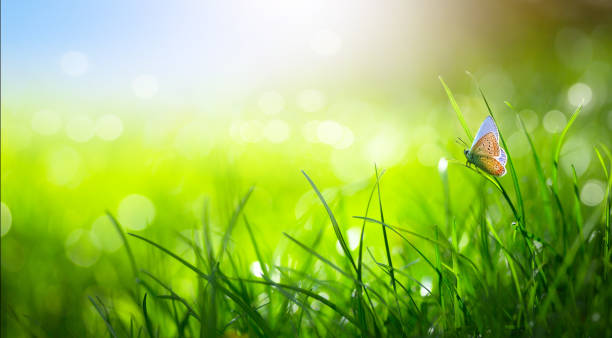 istock Defocused Springtime Backgrounds, Fresh Green Field Grass against Sunny Sky 1490744481