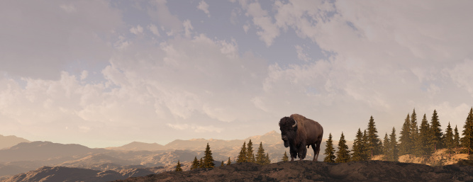 Buffalo grazing in the Rocky Mountains. Original illustrative composition, created by me using Vue 3d software.