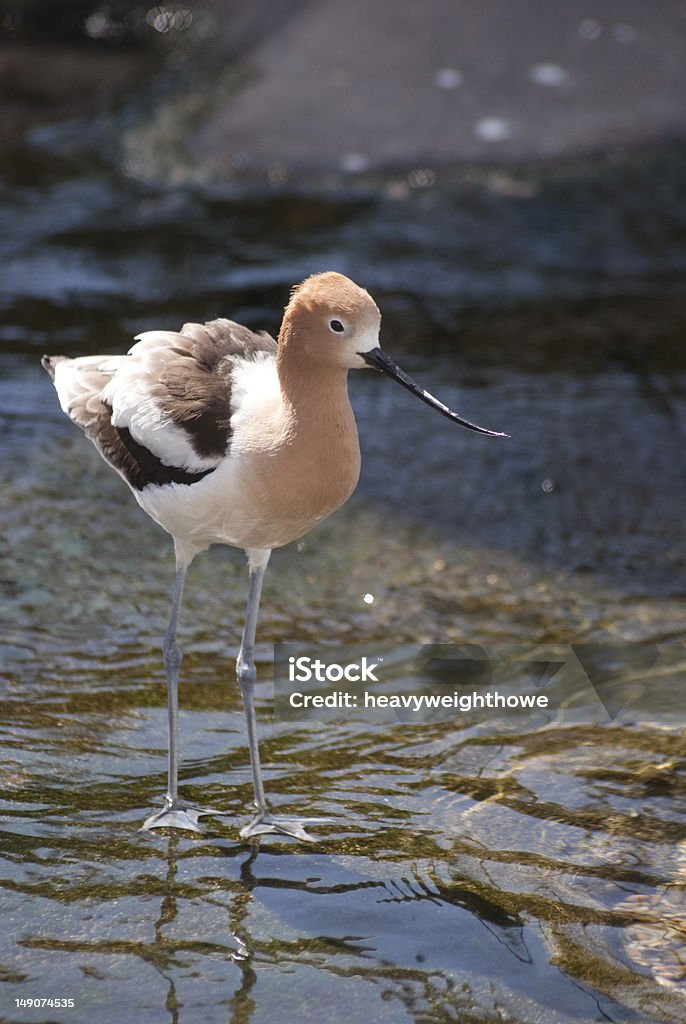 American Avoceta - Royalty-free Alto - Descrição Física Foto de stock