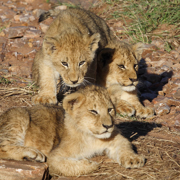 Two affectionate lion cubs resting in the grass in late evening sunlight in the Masai Mara, Kenya, with one cub resting its paw on the other cub