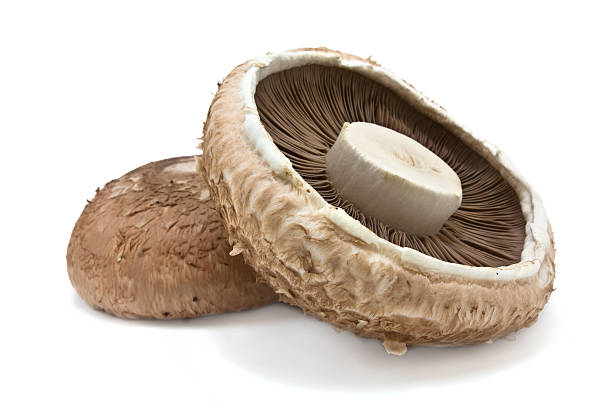 Portabello Mushroom stock photo
