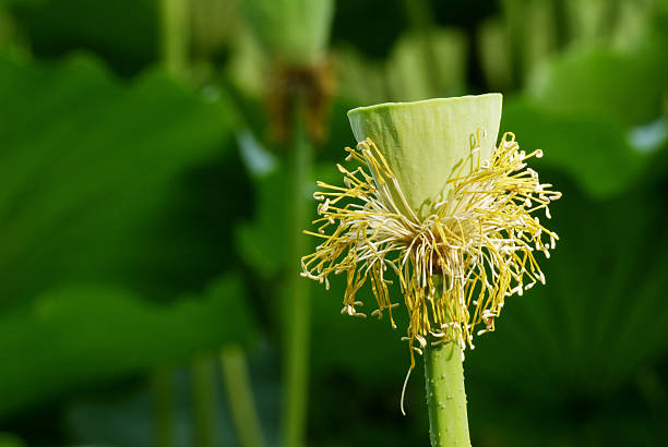 lótus refogado com amarelo pistilo - lotus root water lotus plant - fotografias e filmes do acervo