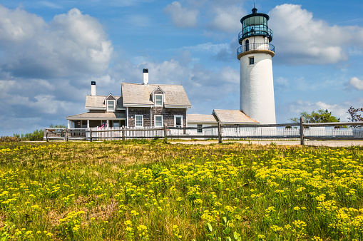 Yellow wildflowers grow in a field in front of Highland Lighthouse, also known as Cape Cod Light (1857) on a mild May morning.