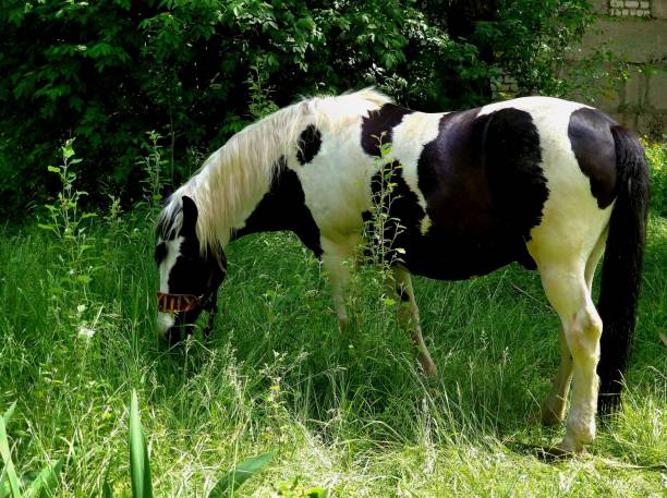 horse grazing on the lawn at the farm