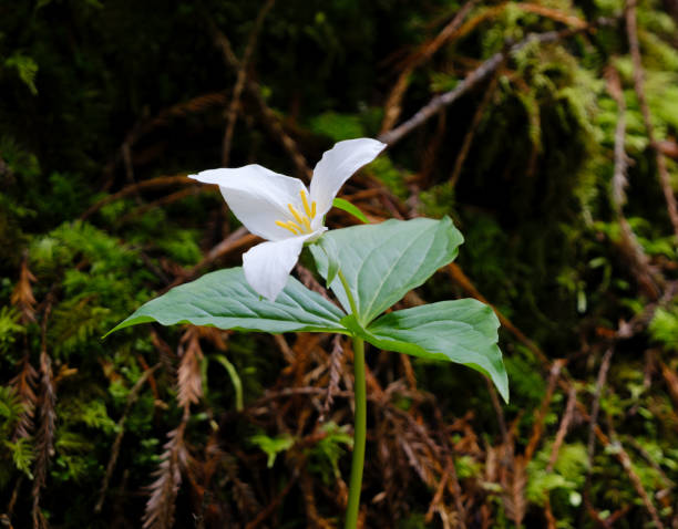 istock Pacific Trillium close-up in Redwood Forest 1490748547