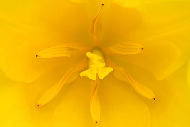 Tulipano giallo primo piano. - foto stock