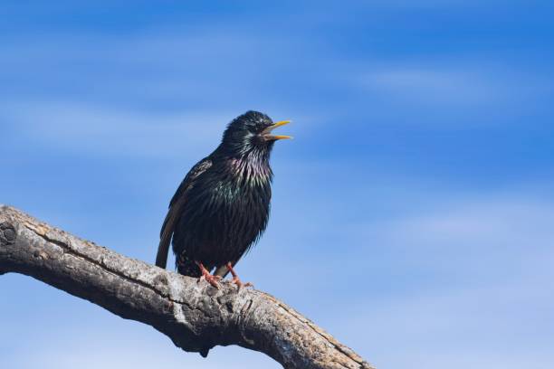 starling europeu cantando em um galho. - farragut - fotografias e filmes do acervo