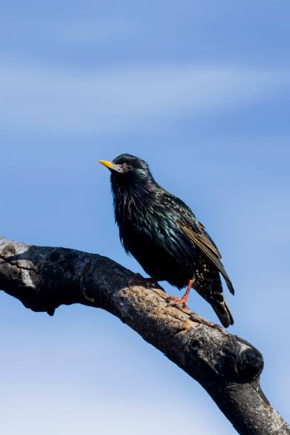 retrato de starling em um galho. - farragut - fotografias e filmes do acervo