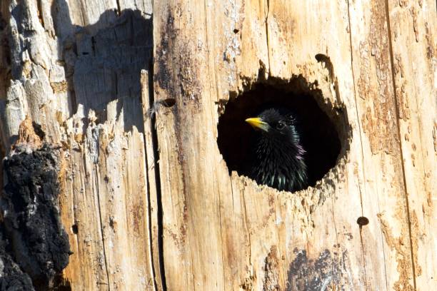 starling olhando de um buraco em uma árvore. - farragut - fotografias e filmes do acervo