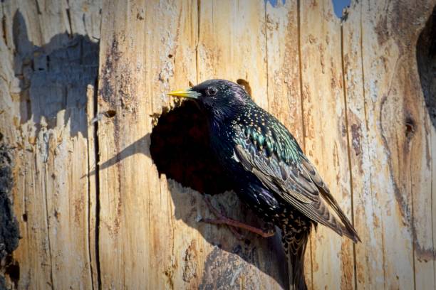 starling se agarra à árvore fora do buraco. - farragut - fotografias e filmes do acervo