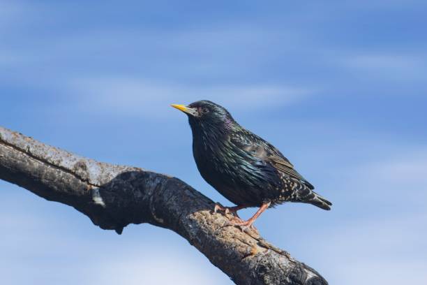 starling empoleirado em um galho contra um céu azul. - farragut - fotografias e filmes do acervo