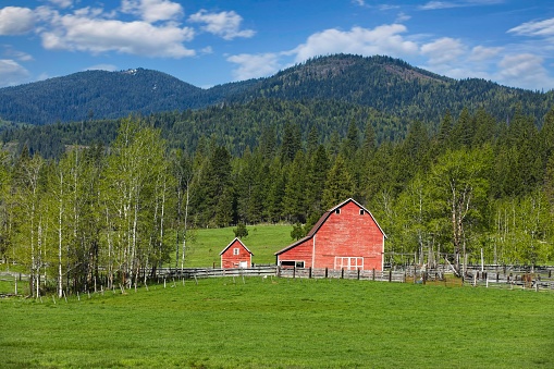 An older bright red barn in good condition stands in a rich green grassy field under a blue, partly cloudy sky during spring in north Idaho.