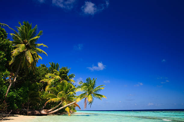 istock Tropical Paradise at Maldives 149074953