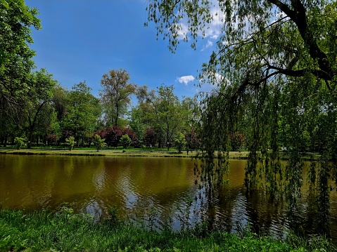 natural landscape in the central park of the city