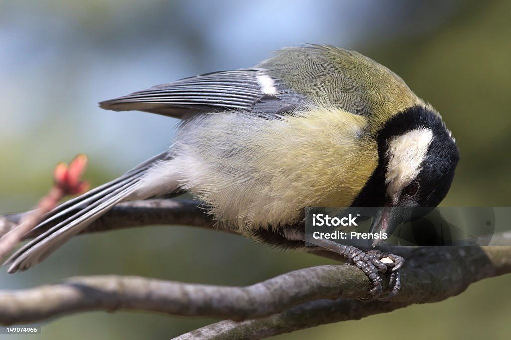 Chapim-Real sentado no galho e comer - Foto de stock de Azul royalty-free