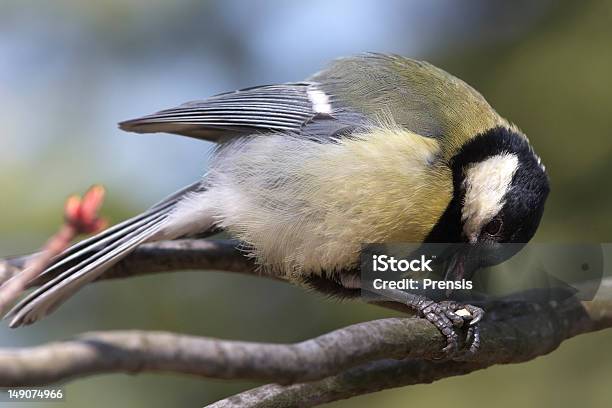 Foto de Chapimreal Sentado No Galho E Comer e mais fotos de stock de Azul - Azul, Bico, Boca Animal