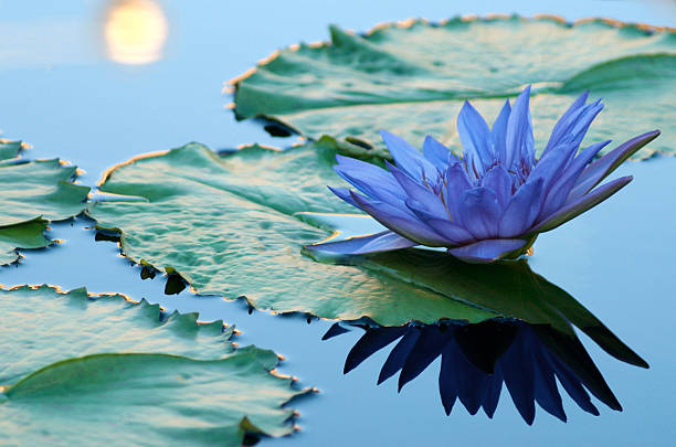 blue nénuphar dans un étang - lotus reflection flower single flower photos et images de collection