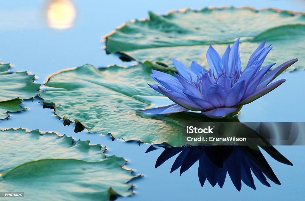 Blue water lily in a pond Beautiful blue water lily in a pond Lotus Water Lily Stock Photo