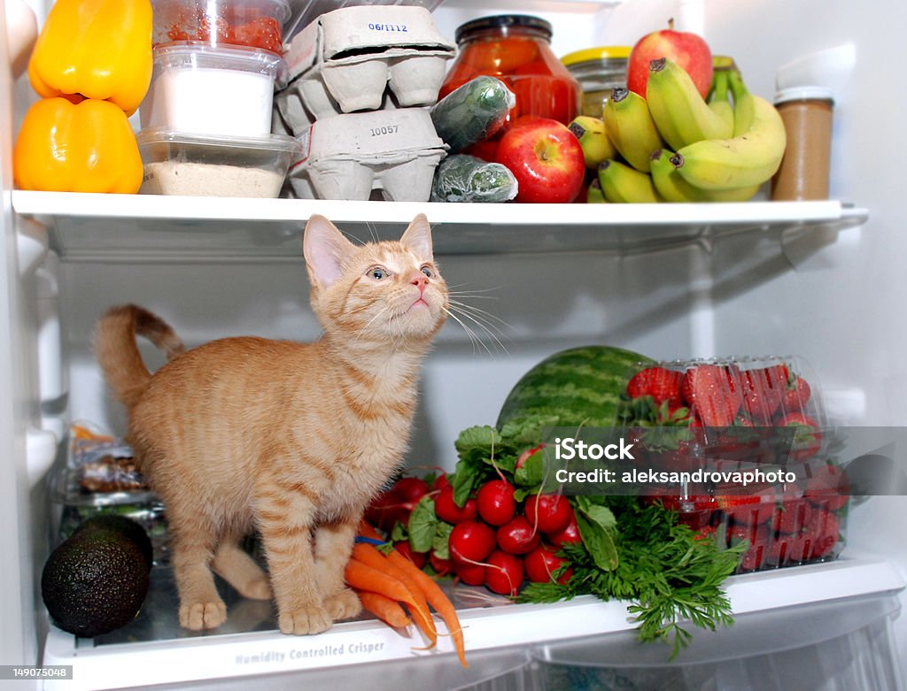 Kitty in Kühlschrank - Lizenzfrei Hauskatze Stock-Foto