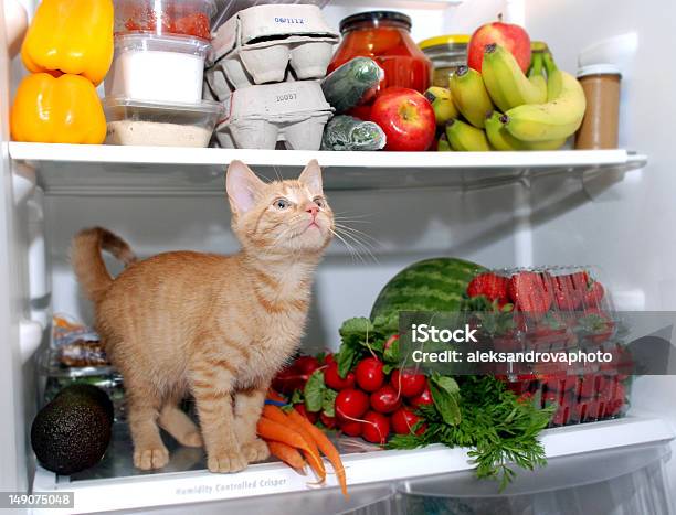 Kitty In Kühlschrank Stockfoto und mehr Bilder von Hauskatze - Hauskatze, Kühlschrank, Fotografie