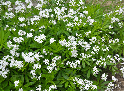 Bedstraw (Galium odoratum) blooms in spring in the wild in the forest