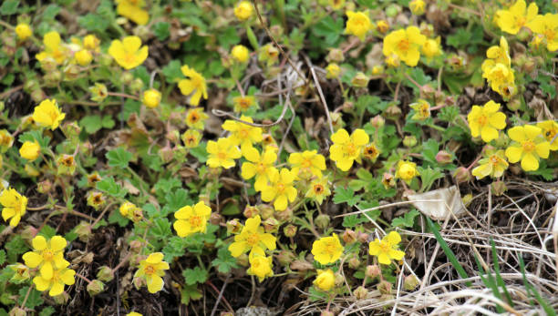 istock Potentilla arenaria grows in the wild 1490751123