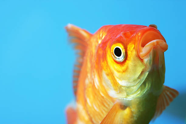 goldfish stock photo