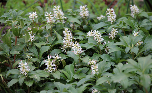 In the garden there is a valuable groundcover dwarf semi-shrub Pachysandra terminalis