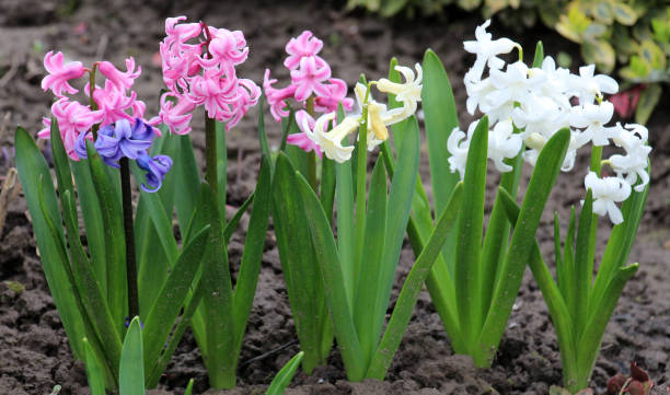 istock Hyacinths are blooming in the garden 1490751212