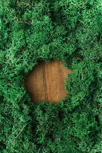 Natural stabilized green Icelandic moss on wooden panel with empty place for text, advertising products. Interior decorating with vibrant moss. St. Patrick day. Top view, copy space.