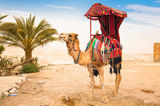 istock Tourist rides a camel in Judean Desert, 149075152
