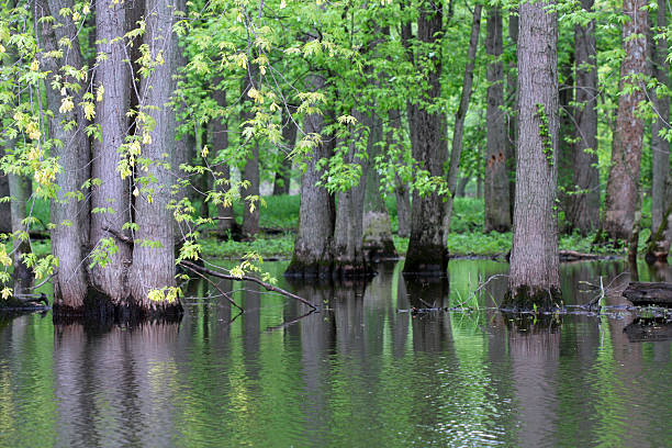 Trees in a Swamp stock photo