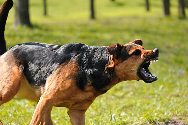 cane arrabbiato con denti bared - aggressione foto e immagini stock