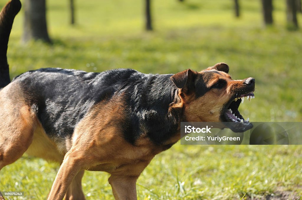 angry dog with bared teeth Dog Stock Photo