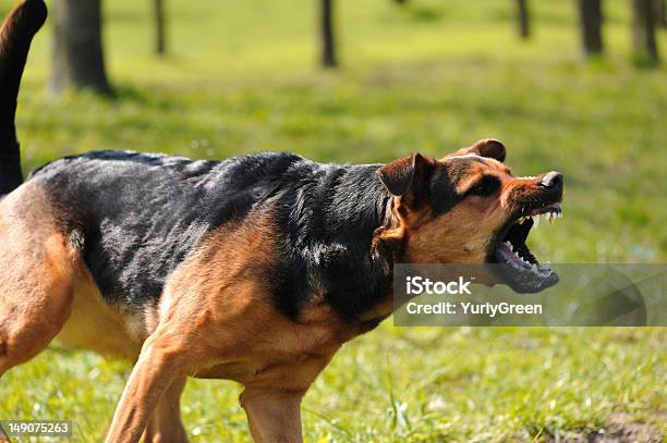 Angry Dog With Bared Teeth Stock Photo - Download Image Now - Dog, Anger, Aggression