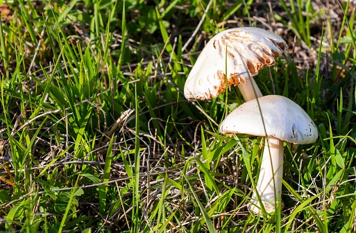 A closeup shot of fungus growing on a lush field