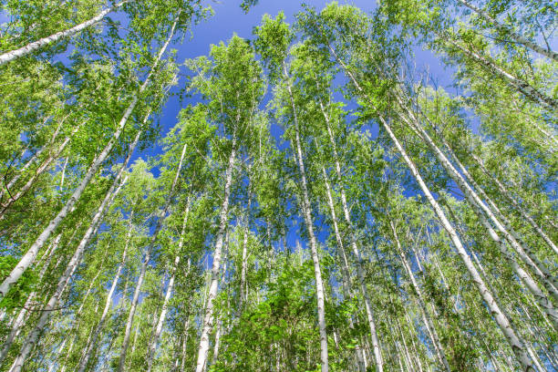 Birches in birch grove, view from below, in clear day