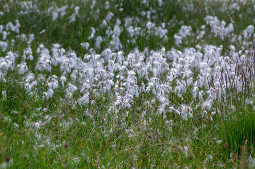 Cotton Grass, Genus Eriophorum, Cyperaceae