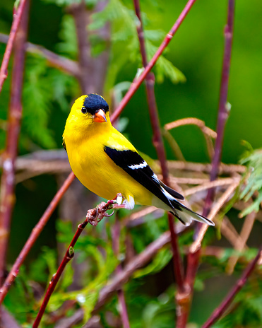 American Goldfinch male close-up side view perched on a branch with green forest background in its environment and habitat surrounding. Finch Portrait.