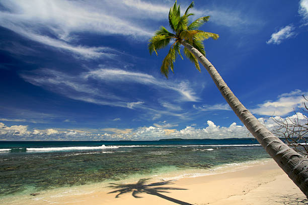 Coconut palm tree on tropical beach stock photo