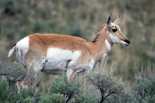Pronghorn or antelope standing, close up on hill in the Yellowstone Ecosystem of western USA, North America. Nearest cities are Denver, Colorado, Salt Lake City, Cody, Jackson, Wyoming, Gardiner, Cooke City, West Yellowstone, Bozeman and Billings, Montana.