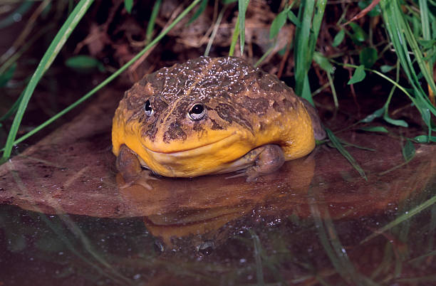 African bullfrog (pyxicephalus adspersus) African bullfrog bullfrog photos stock pictures, royalty-free photos & images