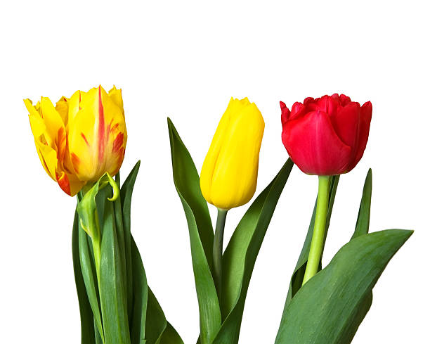 istock red, yellow tulips, isolated 149075717
