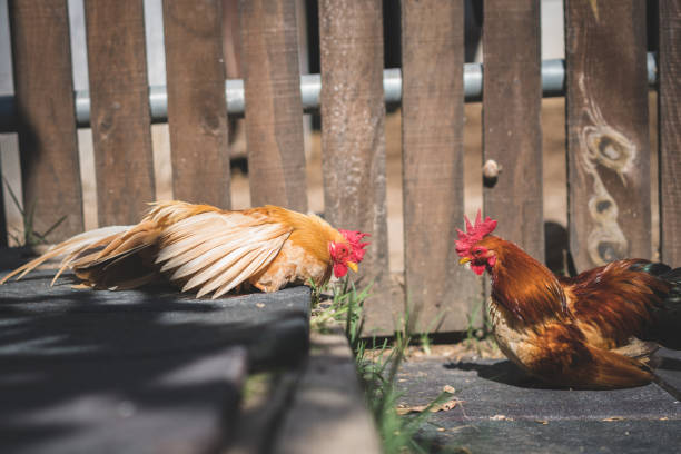 Serama chickens in farm