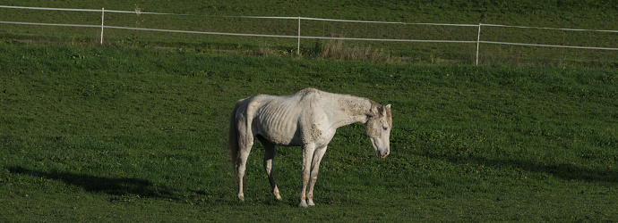 very thin horse grazing in the meadow