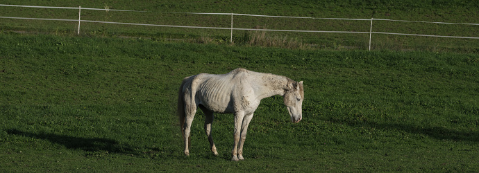 Adorable horse near brick building outdoors, space for text. Lovely domesticated pet