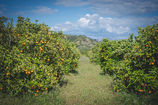 Orange Orchard with blossom flower