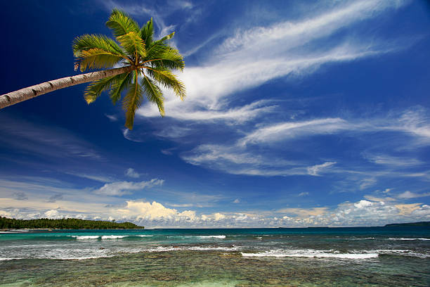 Coconut palm tree on beautiful island stock photo